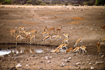 Gazellen im Etosha Nationalpark, Namibia